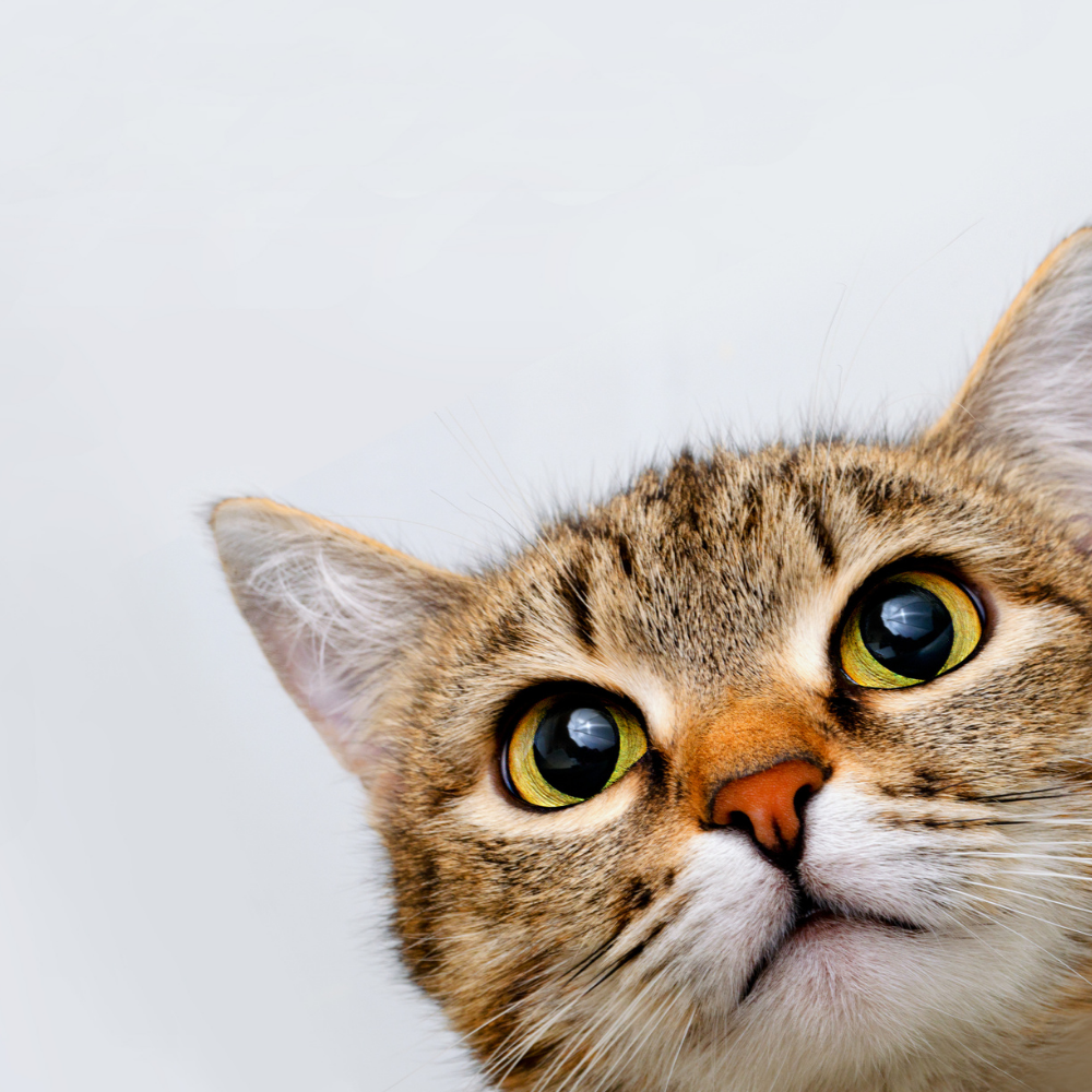 CuzCat Japan