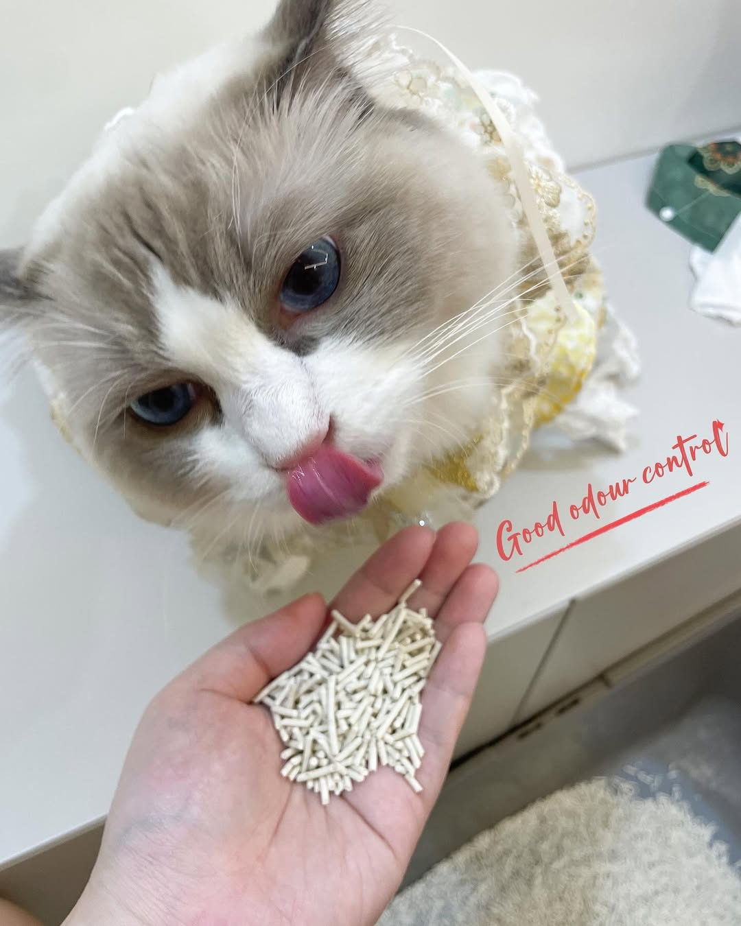 CuzCat Japan